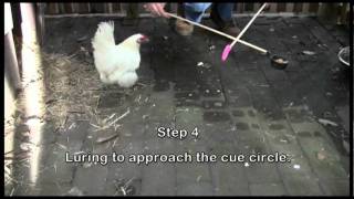 Operant Conditioning  Training a New Complex Behaviour in a Chicken  Snowy [upl. by Ellerad]