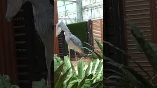 お兄さんに歓迎のお辞儀🌺ハシビロコウふたば🌱bowing★shoebill Futaba★ [upl. by Araek]