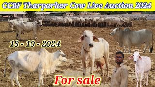 Rathi  Tharparkar Cow CCBF सूरतगढ़भारत की सर्वश्रेष्ठ थारपारकर गायों की नीलामीPremAgroFarm [upl. by Atinram]