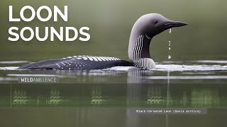 Loon Call and Sounds  Blackthroated Loon sounds on a lake at night [upl. by Acirederf]