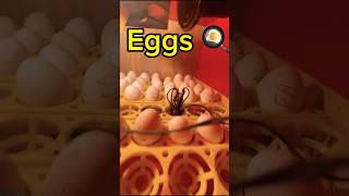 Egg 🥚candling 😛 eggs eggincubator newgrandzoo incubator hatching [upl. by Anilet]