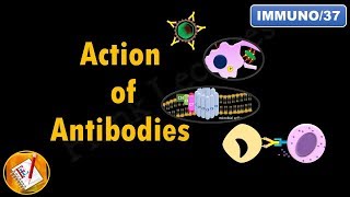 Action of Antibodies Neutralization Opsonization Complement Activation and ADCC FLImmuno37 [upl. by Nerrat]