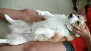 CUTE CORGI DOG GETTING MASSAGE  コーギーにマッサージ♪ [upl. by Abla]