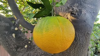 60 Year Old Orange Tree and the Effects of Citrus Greening huanglongbing [upl. by Eelrefinnej]