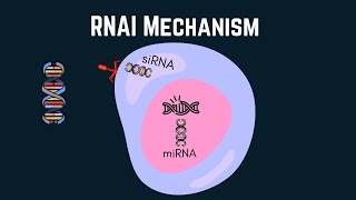 Exploring RNA interference siRNA and miRNA in targeted therapies [upl. by Idolah]