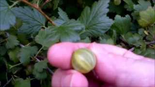 Harvesting gooseberries and some info about them [upl. by Aikel]