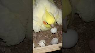 Cockatiel Birds 🦜 shortsfeed minivlog birdslover lovebirdsvlogs parrot parakeet [upl. by Meil555]