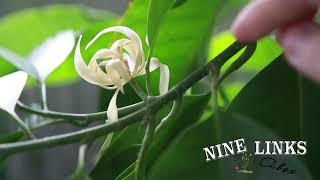 NineLinks White Champaca Pruning白兰花修剪 [upl. by Lairea]