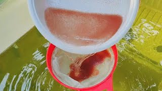 How to culture daphnia  Daphnia culture  How to grow daphnia outdoor [upl. by Yseulta934]