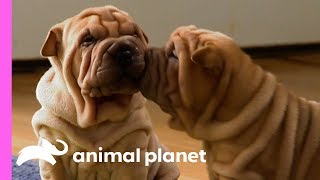 These Wrinkly SharPei Pups Are Learning To Be The Best Guard Dogs  Too Cute [upl. by Naval]