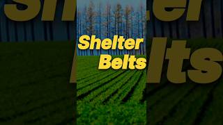 shelter belts Importance of shelter belts  class10boards windbreak geography cbse viral [upl. by Nnaes318]