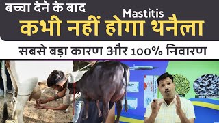 बच्चा देते ही MASTITIS कभी नहीं होगा 👉🏻 सबसे बड़ा कारण और 100 निवारण mastitis in cows Buffalo [upl. by Christabella]