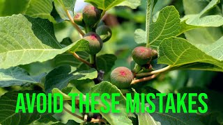 Growing Fig Trees Avoid These 11 SeasonEnding Mistakes [upl. by Kahl875]