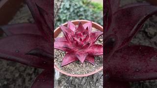 Echeveria agavoides Romeo Rubin 🔥 [upl. by Aiset]