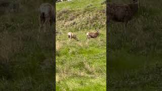 Grazing Mule Deer in Northeast Montana [upl. by Eggett]