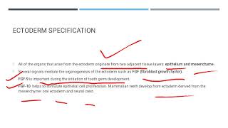 What is organogenesis Organogenesis and Germ layers Ectoderm Mesoderm EndodermDev Bio [upl. by Dnaltroc]