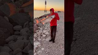 Texas city dike red fish gigante pesca [upl. by Knuth993]