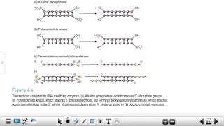 Alkaline Phosphatase  Polynucleotide Kinase  Reverse Transcriptase Terminal Transferase BET JRF✅ [upl. by Cattan986]