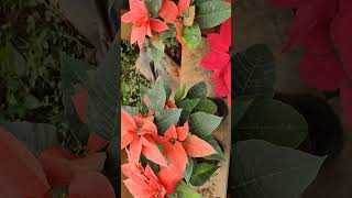 Poinsettia Plant Real Colors Varieties Beauty Nature Garden [upl. by Airdni]