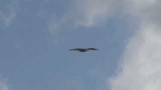 Bald Eagle Soaring [upl. by Zollie988]