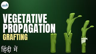 Reproduction  Lesson 14  Vegetative Propagation Grafting continued  in Hindi हिंदी में [upl. by Boyd]