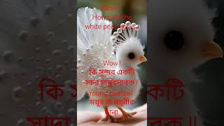 peachick and peafowl means explanation  ময়ূর সাবক english learning shorts peacockcall [upl. by Wendy]