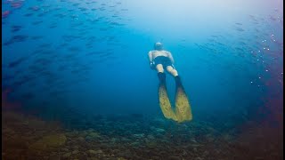 Freediving im Atlantik  Madeira 2020  Sardinenschwärme  Oktopus  Sepia  Seestern [upl. by Benge898]