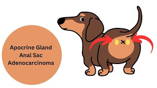 Canine Apocrine Gland Anal Sac Adenocarcinoma aka AGASACA [upl. by Yrogerg]