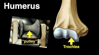 Humerus [upl. by Assiar]