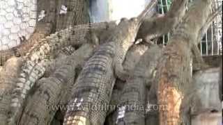 Gharial breeding along the Chambal river in India [upl. by Lambrecht219]