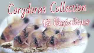 CORYDORAS FISHROOM TOUR 18 different Species of CORY CATFISH [upl. by Sucram]