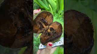 Buah blacksapote shorts [upl. by Fahey276]