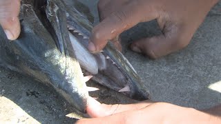 Crazy Creative Cuban Spear fishermen [upl. by Alarise]