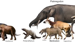 Les size comparison cénozoïque de en pays de Lykan les animaux [upl. by Ainimre217]