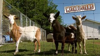 The Famous Fainting Goats  MythBusters [upl. by Gusti]