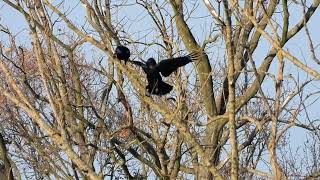 Kruki i wrona siwa Ravens and grey crow [upl. by Eissac796]