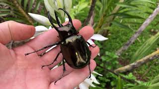 Beautiful Chalcosoma Male [upl. by Valdis]