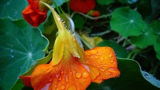 Claude Debussy  Jardins sous la Pluie Jardines bajo la Lluvia [upl. by Bethanne]