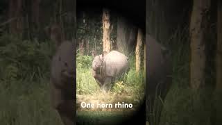 Loken pun  one horn rhino rhino god wildlife viralvideo [upl. by Leopold447]