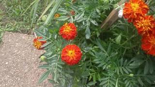 How to identify French Marigold dwarf and tagetes patula marigold [upl. by Regina]