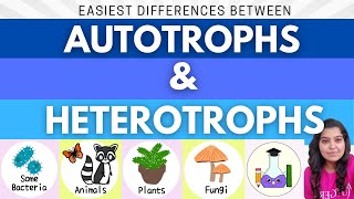 Easiest Difference between Autotrophs and Heterotrophs  What is Autotroph and Heterotroph [upl. by Notgnirra]