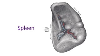 Spleen a complete discussion in Bangla by Prof Dr Md Ashfaqur Rahman [upl. by Manoff]