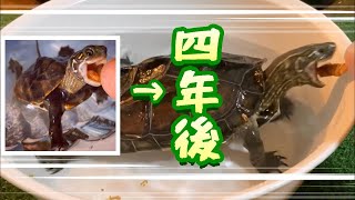 オスのクサガメ、4年でこうなりました。クサガメベビーつくの成長記181 My pet reeves turtle turned 4 years old 4歳 誕生日 亀 可愛い 亀飼育 [upl. by Mayfield]