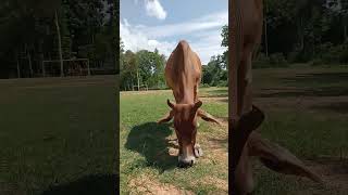 The Process of Feeding Cows in the Field From Grass to Digestion [upl. by Marylin918]