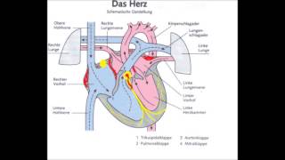 Reizleitungssystem Herz  kurz [upl. by Selry]