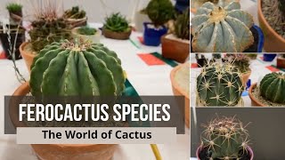 Ferocactus species  Types of Cactus with Names ferocactus latispinus ferocactus glaucescens [upl. by Battiste821]