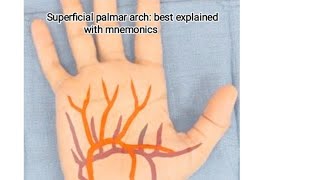 Superficial palmar arch best explained with mnemonics [upl. by Nirda748]