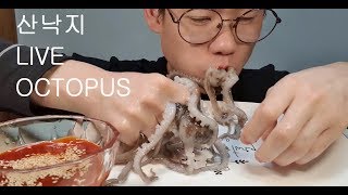 산낙지 리얼사운드 먹방 Live octopus mukbang eating show [upl. by Symons606]