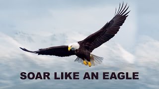 How An Eagle Tackles A Storm [upl. by Eseela]