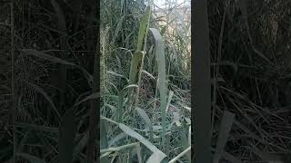 Phragmites australis Reed grass [upl. by Anelhtac]